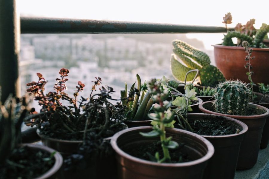 Varanda com vasos de plantas ao sol da manhã