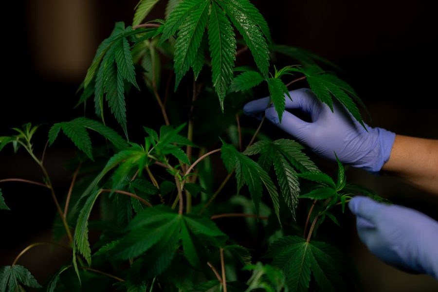 Folhas de planta em vaso observadas de perto numa varanda